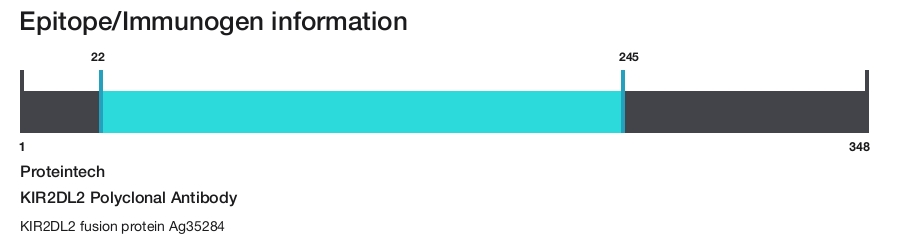 KIR2DL2 Polyclonal Antibody