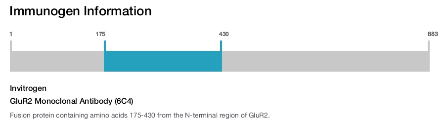 GluR2 Monoclonal Antibody (6C4)