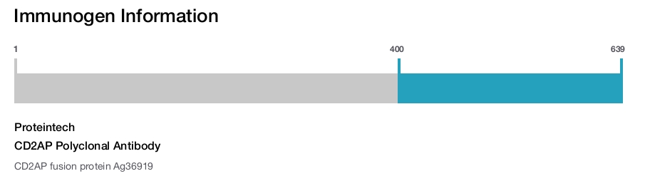 CD2AP Polyclonal Antibody