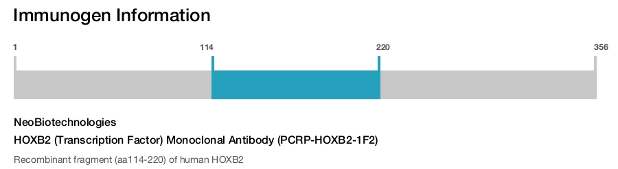 HOXB2 (Transcription Factor) Monoclonal Antibody (PCRP-HOXB2-1F2)