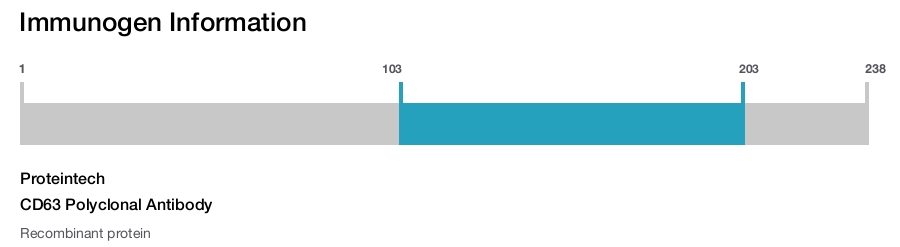 CD63 Polyclonal Antibody