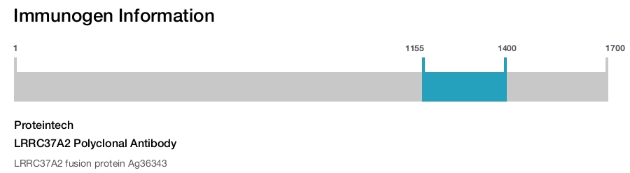 LRRC37A2 Polyclonal Antibody