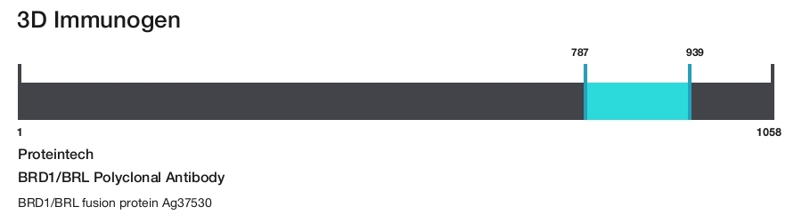 BRD1/BRL Polyclonal Antibody