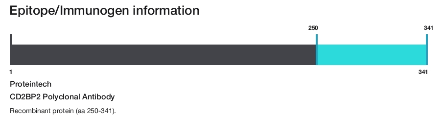 CD2BP2 Polyclonal Antibody