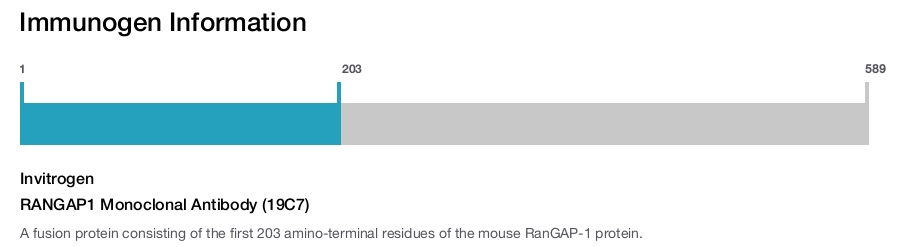 RANGAP1 Monoclonal Antibody (19C7)