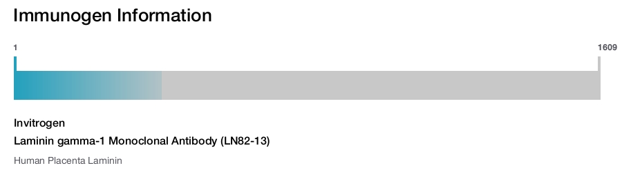 Laminin gamma-1 Monoclonal Antibody (LN82-13)
