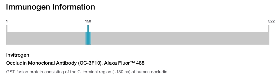 Occludin Monoclonal Antibody (OC-3F10), Alexa Fluor™ 488