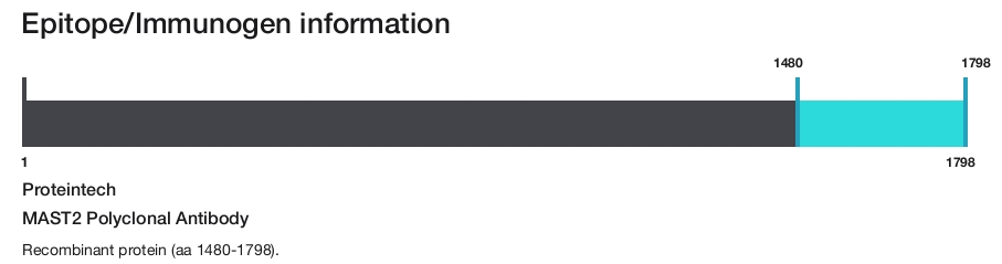 MAST2 Polyclonal Antibody