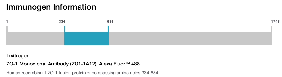 ZO-1 Monoclonal Antibody (ZO1-1A12), Alexa Fluor™ 488