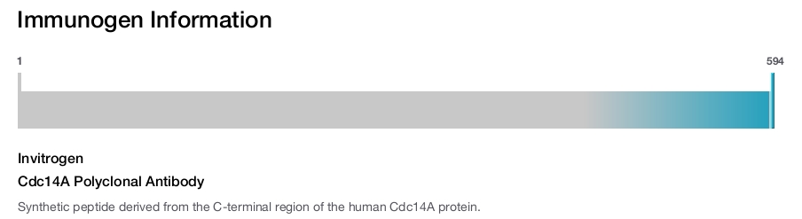Cdc14A Polyclonal Antibody