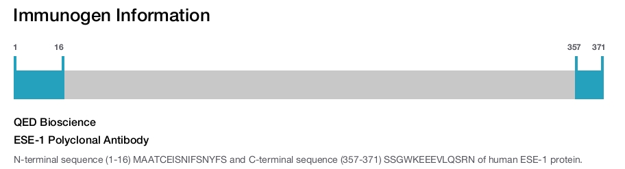 ESE-1 Polyclonal Antibody