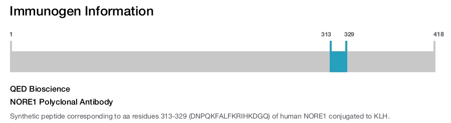 NORE1 Polyclonal Antibody