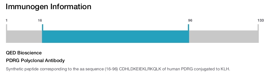 PDRG Polyclonal Antibody