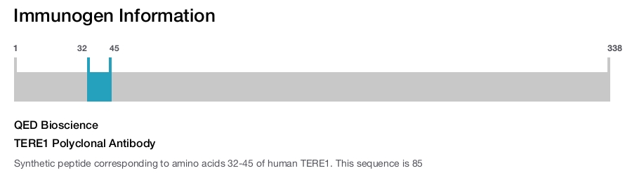 TERE1 Polyclonal Antibody