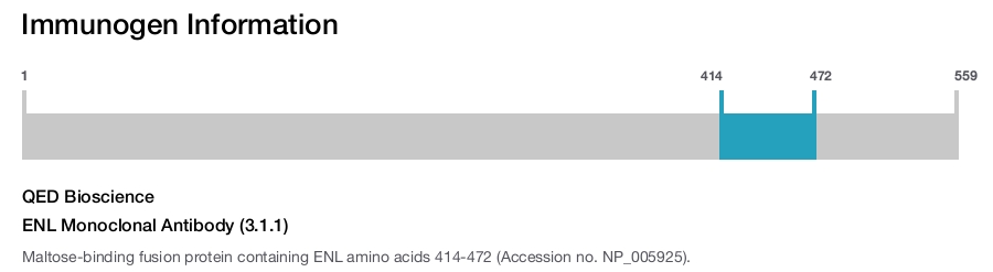 ENL Monoclonal Antibody (3.1.1)