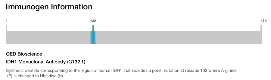 IDH1 Monoclonal Antibody (G132.1)