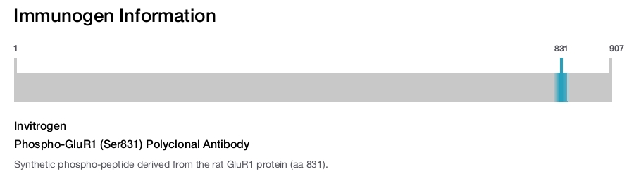 Phospho-GluR1 (Ser831) Polyclonal Antibody