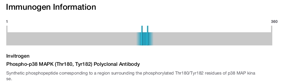Phospho-p38 MAPK (Thr180, Tyr182) Polyclonal Antibody