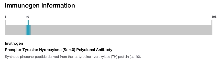 Phospho-Tyrosine Hydroxylase (Ser40) Polyclonal Antibody