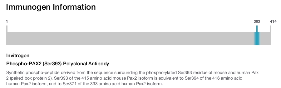 Phospho-PAX2 (Ser393) Polyclonal Antibody