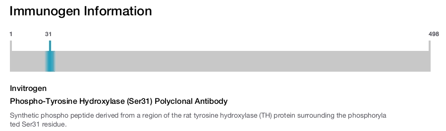 Phospho-Tyrosine Hydroxylase (Ser31) Polyclonal Antibody