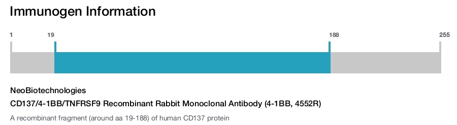 CD137/4-1BB/TNFRSF9 Recombinant Rabbit Monoclonal Antibody (4-1BB, 4552R)