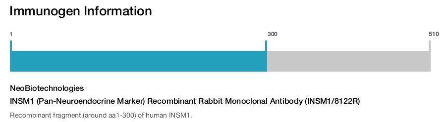 INSM1 (Pan-Neuroendocrine Marker) Recombinant Rabbit Monoclonal Antibody (INSM1/8122R)