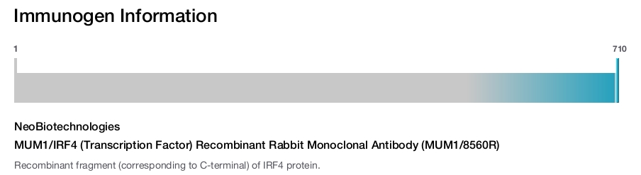 MUM1/IRF4 (Transcription Factor) Recombinant Rabbit Monoclonal Antibody (MUM1/8560R)