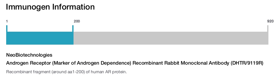 Androgen Receptor (Marker of Androgen Dependence) Recombinant Rabbit Monoclonal Antibody (DHTR/9119R)