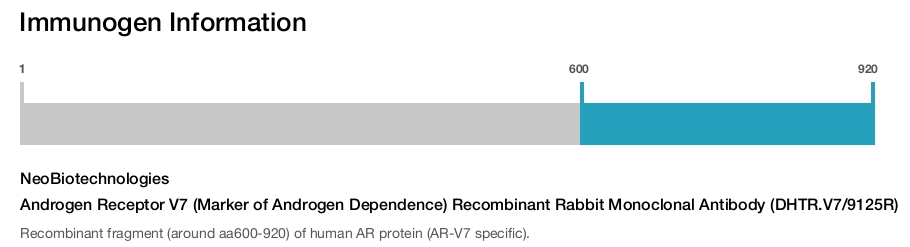 Androgen Receptor V7 (Marker of Androgen Dependence) Recombinant Rabbit Monoclonal Antibody (DHTR.V7/9125R)