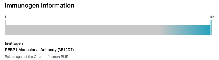 PEBP1 Monoclonal Antibody (3E12D7)