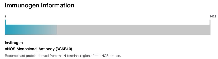 nNOS Monoclonal Antibody (3G6B10)
