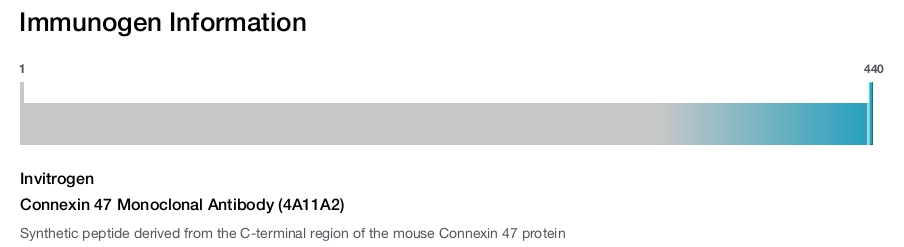 Connexin 47 Monoclonal Antibody (4A11A2)