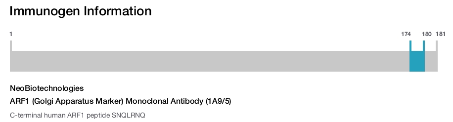 ARF1 (Golgi Apparatus Marker) Monoclonal Antibody (1A9/5)