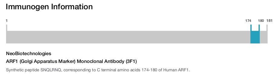 ARF1 (Golgi Apparatus Marker) Monoclonal Antibody (3F1)