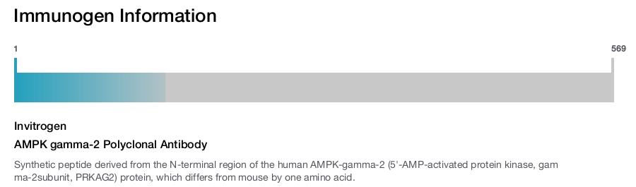 AMPK gamma-2 Polyclonal Antibody