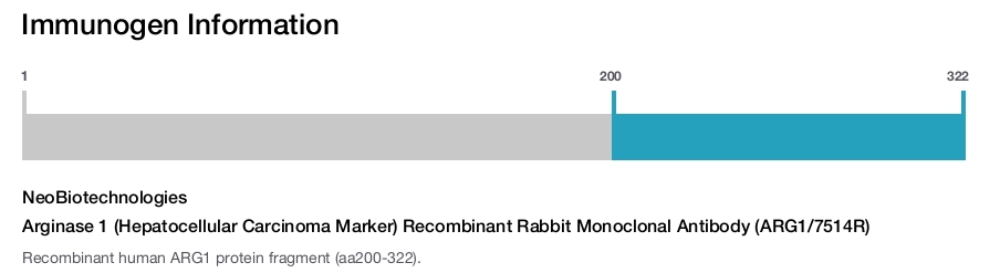 Arginase 1 (Hepatocellular Carcinoma Marker) Recombinant Rabbit Monoclonal Antibody (ARG1/7514R)