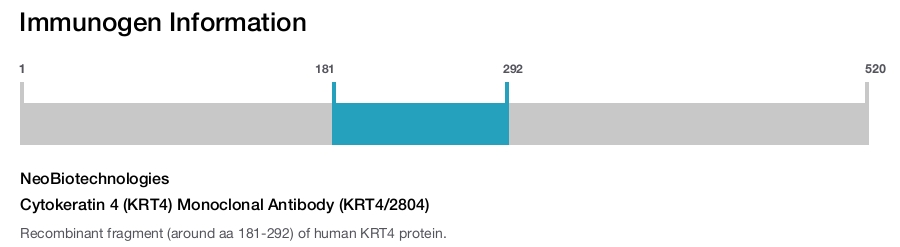Cytokeratin 4 (KRT4) Monoclonal Antibody (KRT4/2804)