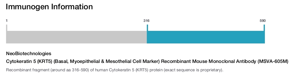Cytokeratin 5 (KRT5) (Basal, Myoepithelial & Mesothelial Cell Marker) Recombinant Mouse Monoclonal Antibody (MSVA-605M)