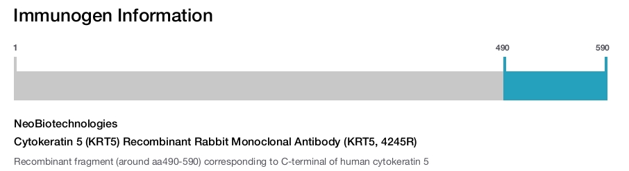 Cytokeratin 5 (KRT5) Recombinant Rabbit Monoclonal Antibody (KRT5, 4245R)