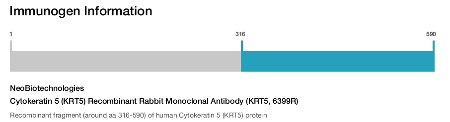 Cytokeratin 5 (KRT5) Recombinant Rabbit Monoclonal Antibody (KRT5, 6399R)
