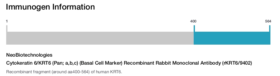 Cytokeratin 6/KRT6 (Pan; a,b,c) (Basal Cell Marker) Recombinant Rabbit Monoclonal Antibody (rKRT6/9402)