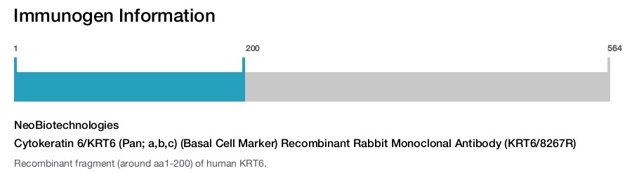 Cytokeratin 6/KRT6 (Pan; a,b,c) (Basal Cell Marker) Recombinant Rabbit Monoclonal Antibody (KRT6/8267R)