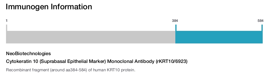 Cytokeratin 10 (Suprabasal Epithelial Marker) Monoclonal Antibody (rKRT10/6923)