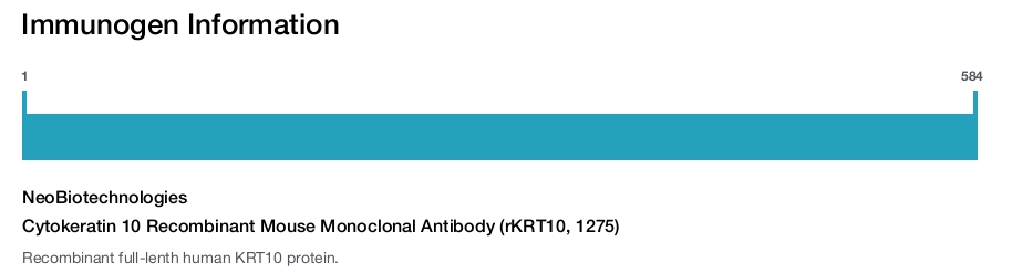 Cytokeratin 10 Recombinant Mouse Monoclonal Antibody (rKRT10, 1275)