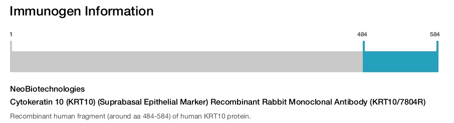Cytokeratin 10 (KRT10) (Suprabasal Epithelial Marker) Recombinant Rabbit Monoclonal Antibody (KRT10/7804R)