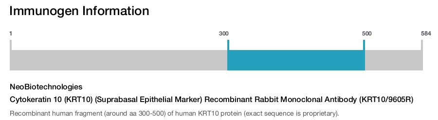 Cytokeratin 10 (KRT10) (Suprabasal Epithelial Marker) Recombinant Rabbit Monoclonal Antibody (KRT10/9605R)