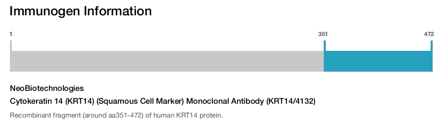 Cytokeratin 14 (KRT14) (Squamous Cell Marker) Monoclonal Antibody (KRT14/4132)