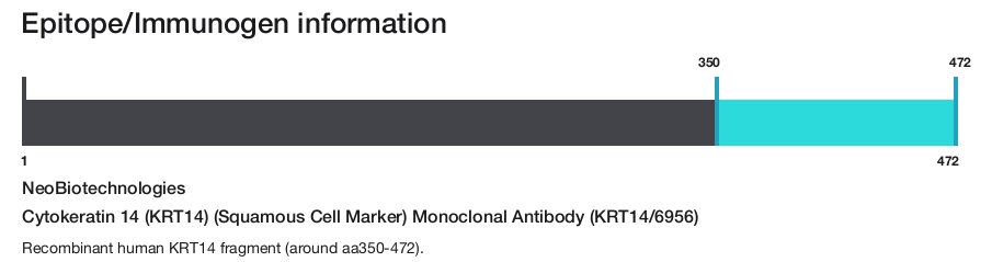 Cytokeratin 14 (KRT14) (Squamous Cell Marker) Monoclonal Antibody (KRT14/6956)