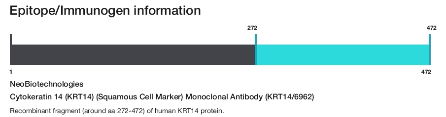 Cytokeratin 14 (KRT14) (Squamous Cell Marker) Monoclonal Antibody (KRT14/6962)
